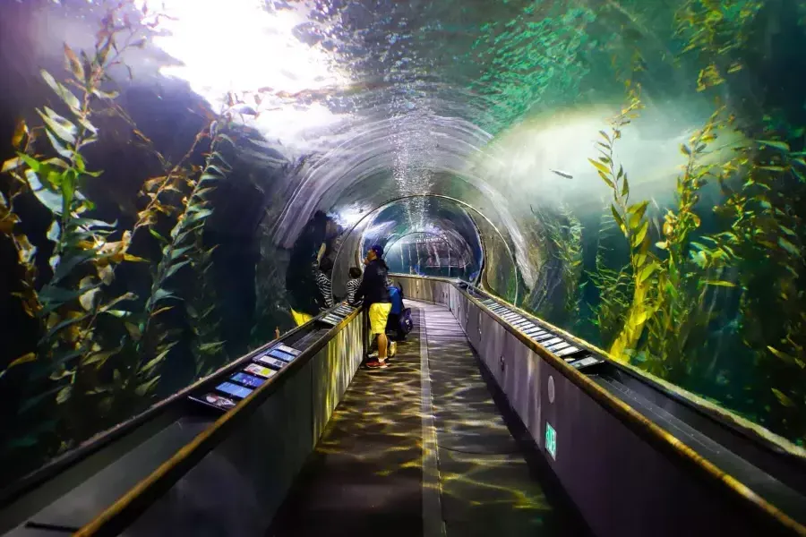 A family looks at sea life inside A tunnel at the Aquarium of the Bay